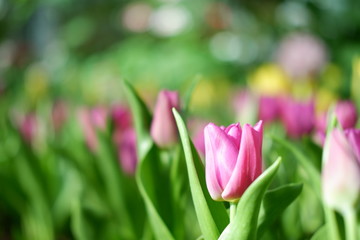 colorful tulip flower background