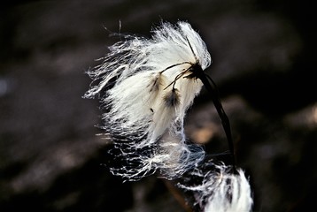 Wollgras mit Spinne, Grönland