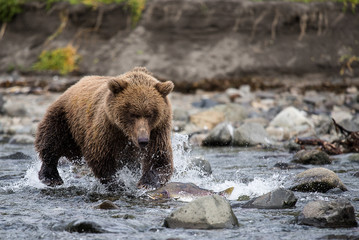 Obraz premium Wilde Hatz, Alaska