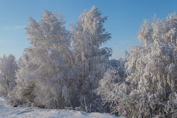 Beautiful winter frosty forest covered with snow and hoarfrost