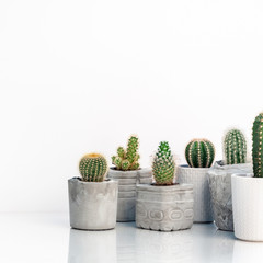 Collection of various cactus and succulent plants in different concrete pots. Potted cactus house...