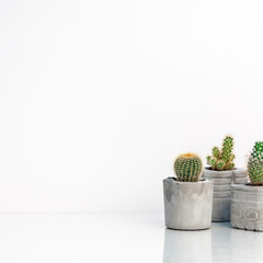 Collection of various cactus and succulent plants in different concrete pots. Copy space on the white empty wall. Minimal style