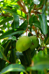 View of a mango tree with flowers and fruit