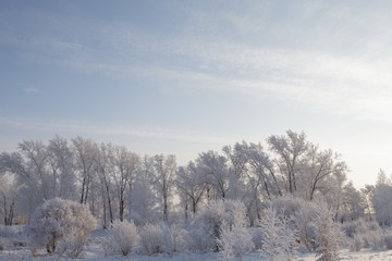 Beautiful winter frosty forest covered with snow and hoarfrost