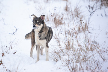 happy dog breed West Siberian laika on a snowy field