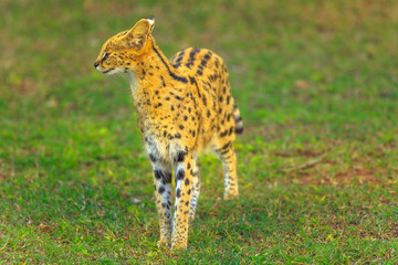 Naklejka na ściany i meble Serval standing in natural habitat. The scientific name is Leptailurus serval. The Serval is a spotted wild cat native to Africa.
