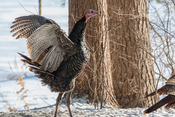 Eastern Wild Turkey (Meleagris gallopavo silvestris) hen in a wooded yard stands up with open wings in snow.