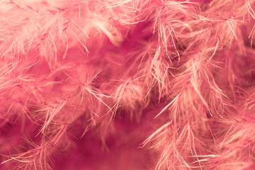 Obraz premium Living coral feather abstract background. Studio macro shoot.