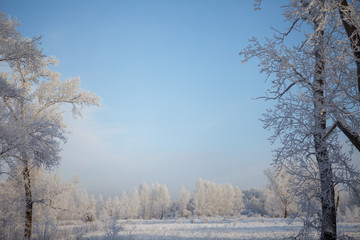 Beautiful winter frosty forest covered with snow and hoarfrost