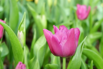 colorful tulip flower