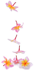 Plumeria isolated on white background