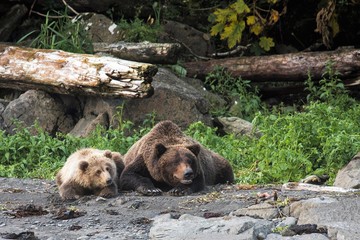 Grizzlymutter mit Kind, Alaska