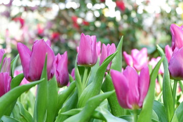 Fototapeta premium colorful tulip flower