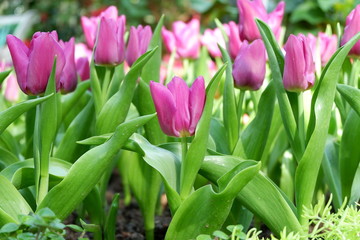 colorful tulip flower