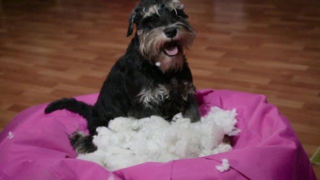 Bad naughty schnauzer dog destroyed plush toy at home