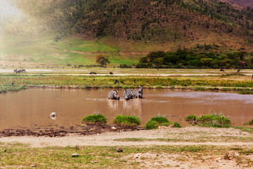 Fototapeta na wymiar Several zebras drinking water.
