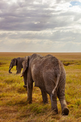African Elephants walking on savanna