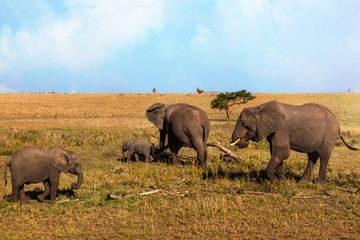 African Elephant family walking on savanna in serengeti national park.