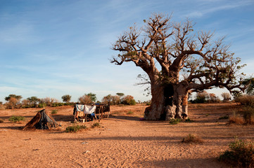 Baobab africano