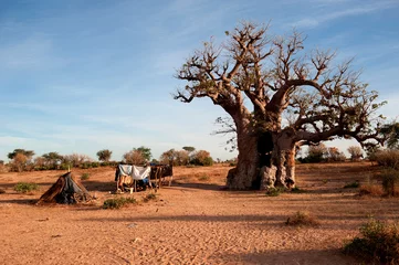 Fotobehang Afrika Baobab africano  © Franco Visintainer