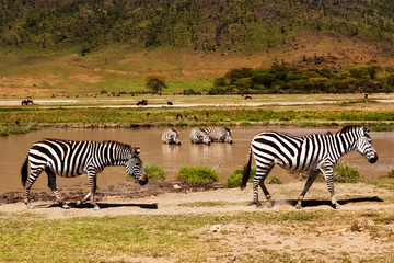 Wild zebras in the african national park.