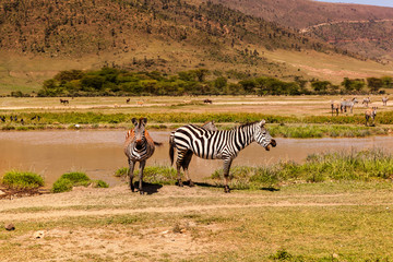 Zebras in african national park. Safari.