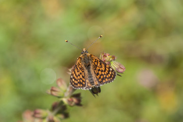 butterfly wing nature