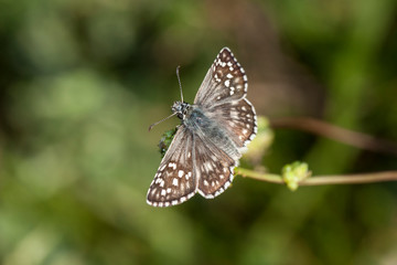 Obraz na płótnie Canvas butterfly wing nature