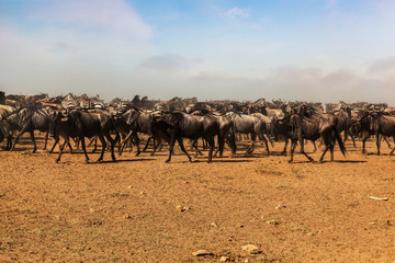 Migration of Wildebeest in National park.