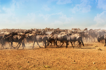 Fototapeta na wymiar Large herds of wildebeest and zebra during migration.