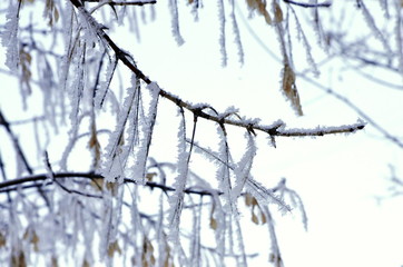New year. Winter is beautiful. Acacia Branches in frosty frost.