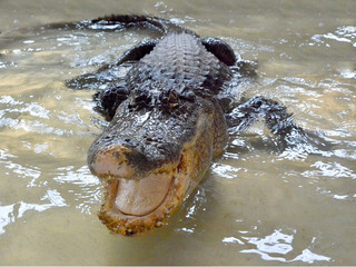 crocodile in water tanks
