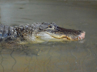 crocodile in water tanks