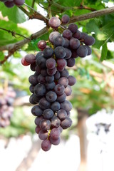 Close Up grapes in a vineyard