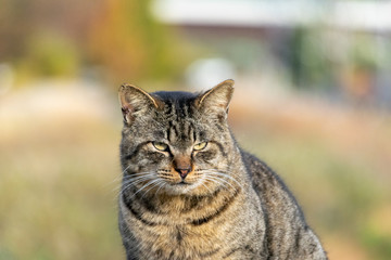 可愛い猫