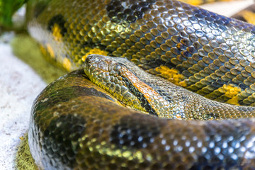 Green Anaconda Snake