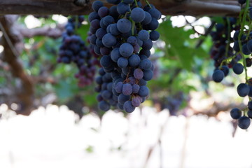 Close Up grapes in a vineyard