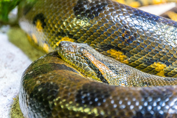 Green Anaconda Snake