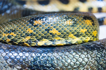 Green anaconda