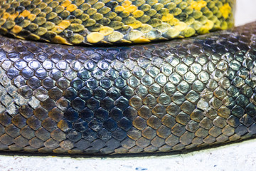 Green anaconda