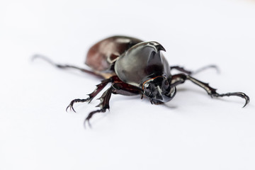 Beetles, Insects, Bugs are a group of insects form the order Coleoptera,Animal samples for...