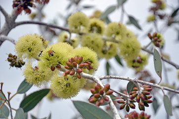 Bees pollinating yellow flowers of the Desmond Mallee, Eucalyptus desmondensis, family Myrtaceae. Endemic to Mount Desmond near Ravensthorpe in Western Australia.