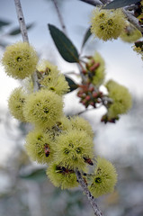 Bees pollinating yellow flowers of the Desmond Mallee, Eucalyptus desmondensis, family Myrtaceae. Endemic to Mount Desmond near Ravensthorpe in Western Australia.