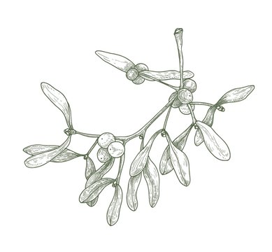 Hand drawn detailed drawing of mistletoe sprig with berries and leaves