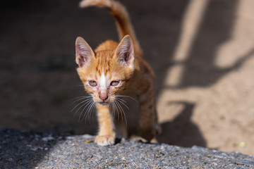 close up stray skinny orange kitten with scars on face
