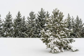 Naklejka premium Pine and fir trees covered by snow