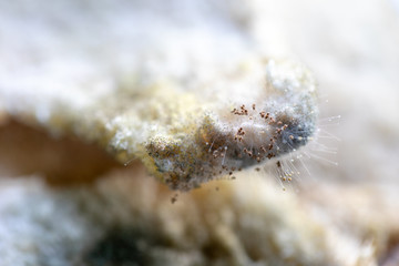 Rhizopus (bread mold) is a genus of common saprophytic fungi,Rhizopus (bread mold) under the microscope.