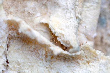 Rhizopus (bread mold) is a genus of common saprophytic fungi,Rhizopus (bread mold) under the microscope.