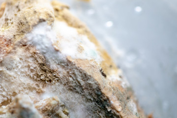 Rhizopus (bread mold) is a genus of common saprophytic fungi,Rhizopus (bread mold) under the microscope.