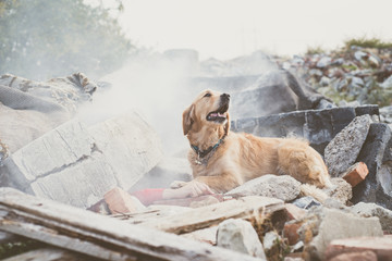 Dog looking for injured people in ruins after earthquake.